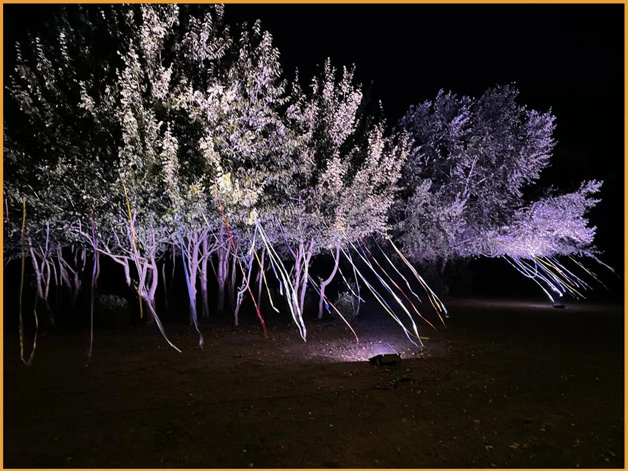 Large tree uplit in white at night with tipis in the background