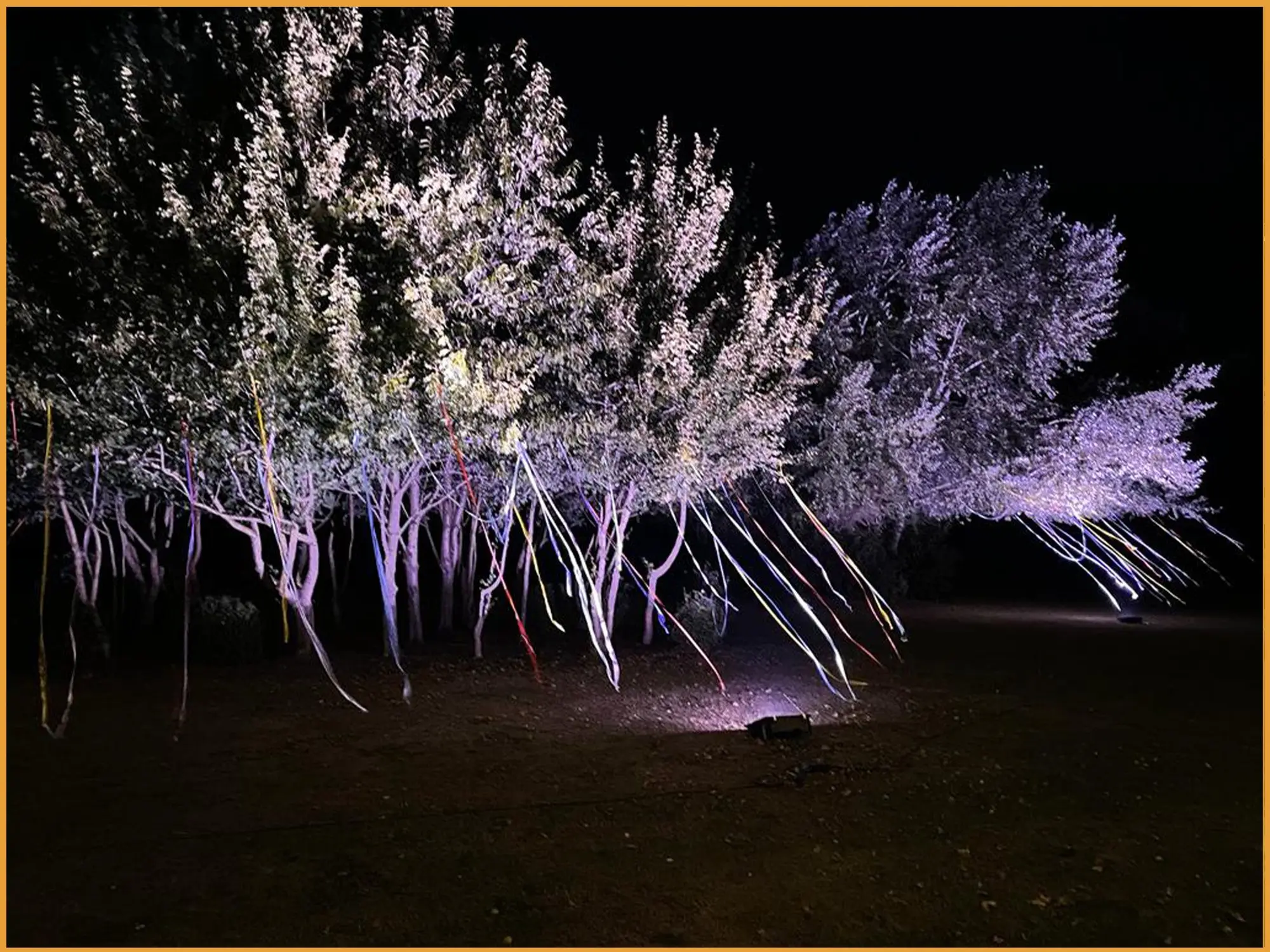 Large tree uplit in white at night with tipis in the background